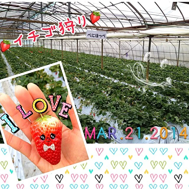 年に1度の楽しみ😆いちご狩り〜😍🍓|みきぴょん♪さん