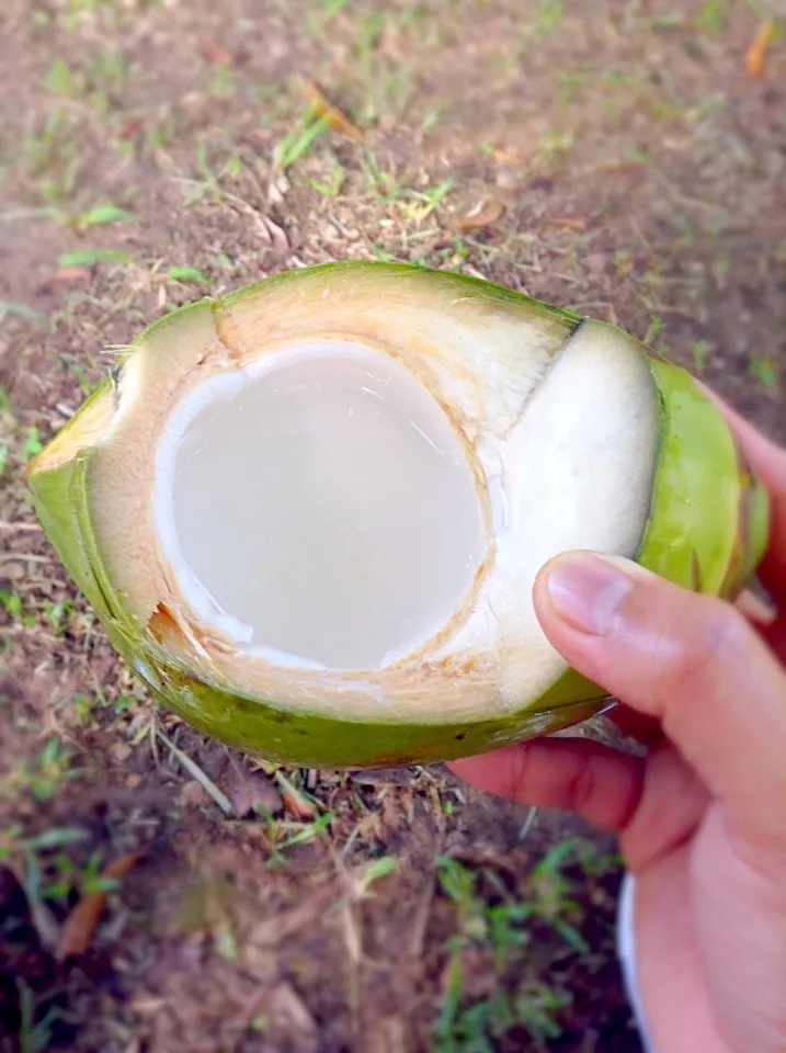 SmaLLesT CoCoNuT I HavE EvEr enJoYeD eaTinG..|GeMzKiTchさん