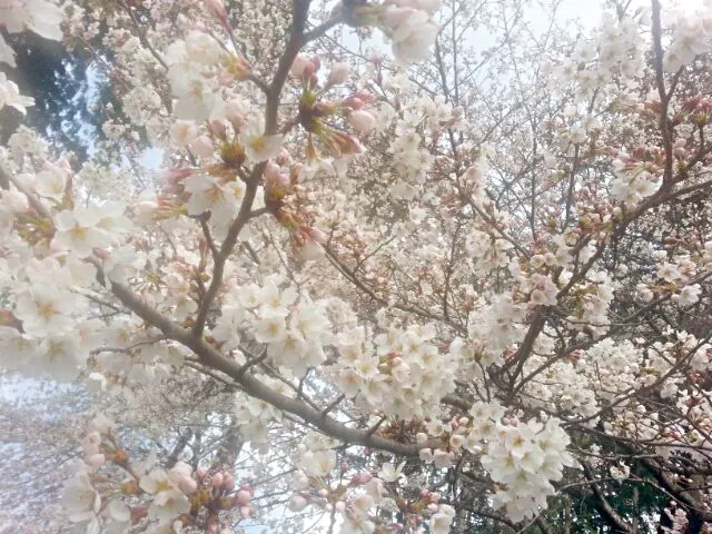 |杉村幸恵さん