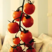 Cherry tomato|Obai Ibrahimさん