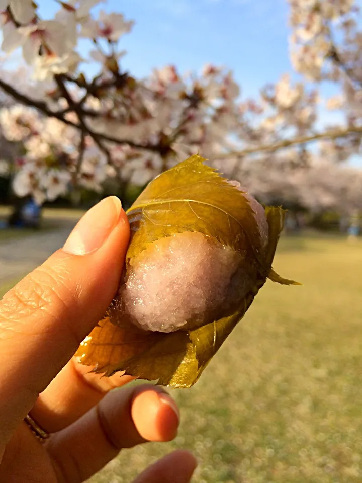 ぷち桜餅|tobutoriさん