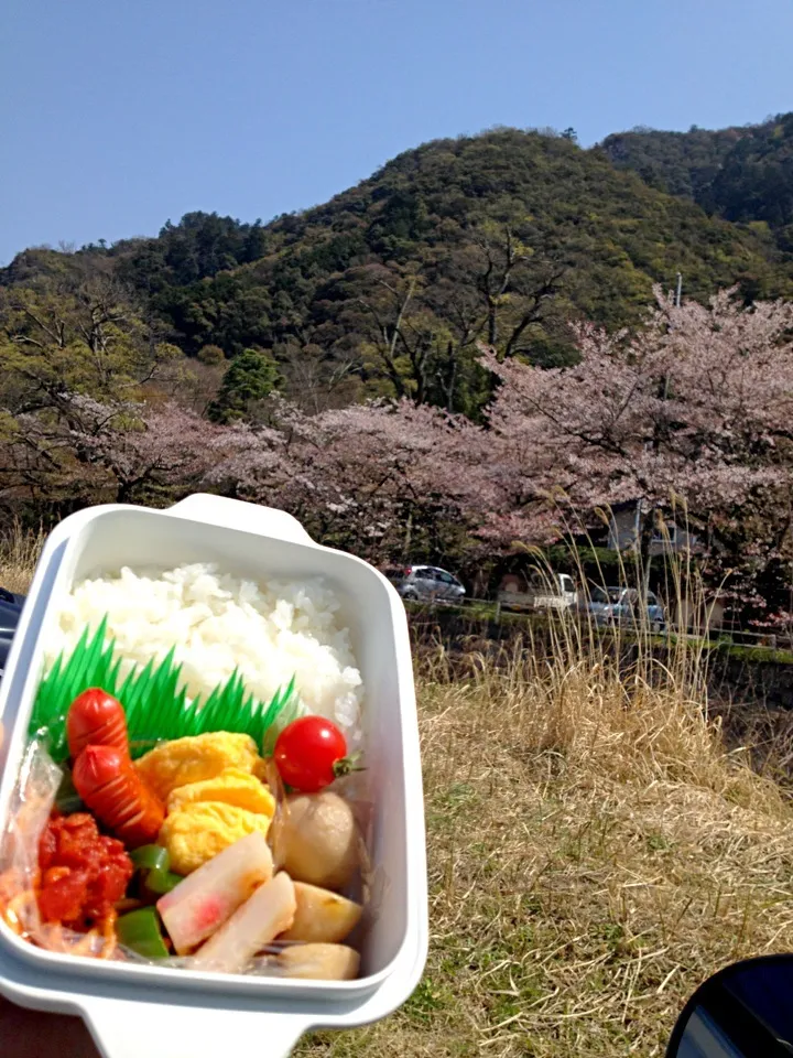 河原でお弁当 4月8日☀|あくびさん