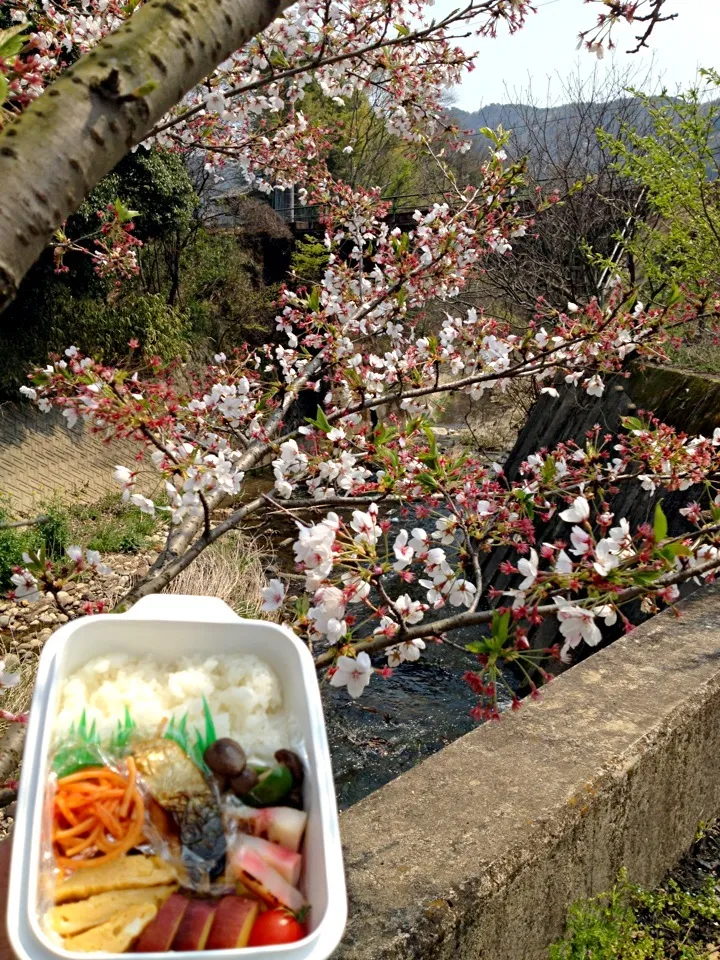 Snapdishの料理写真:今日のお弁当 4月10日☀|あくびさん