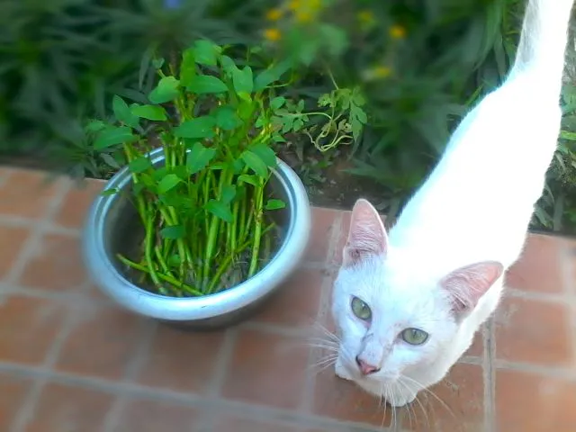 Home grown Water Spinach & My White Cat #Freshwater #Organic|Dan Alfred Garcia Madriagaさん