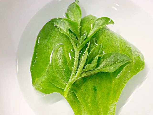 アイスプラント。メタボにいい 野菜です。知ってますか？(￣０￣;|ひろぴょんさん