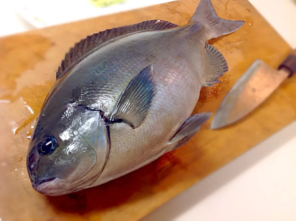 メジナ(1キロ弱)下田 石廊崎沖でGET🐟(^^)|アライさんさん