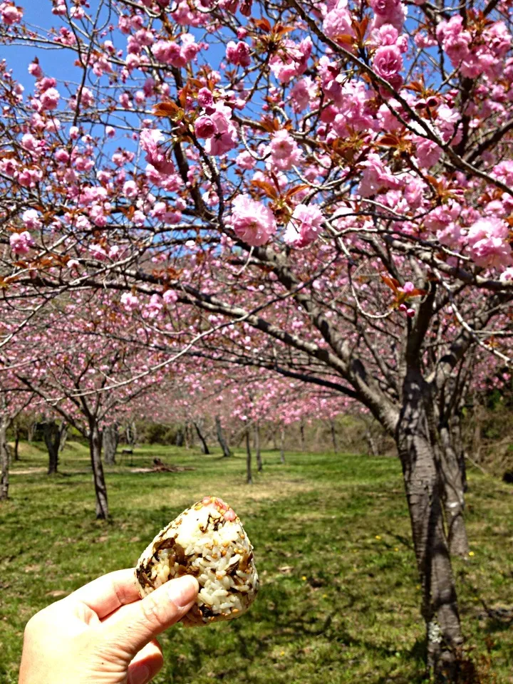 激辛？高菜🍙 4月14日☀|あくびさん