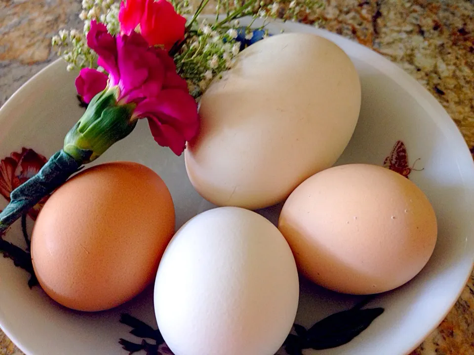 Can you guess which one is the goose egg?|Cheryl Melnickさん