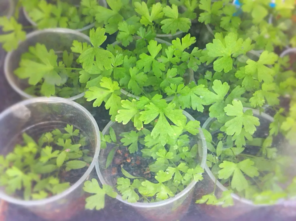 My Italian Parsley are on the growing!|Masakiさん