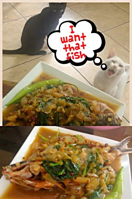 Philippine Cuisine: Sarsyado Dalagang Bukid with my 2 Pussy Cat :)|Dan Alfred Garcia Madriagaさん