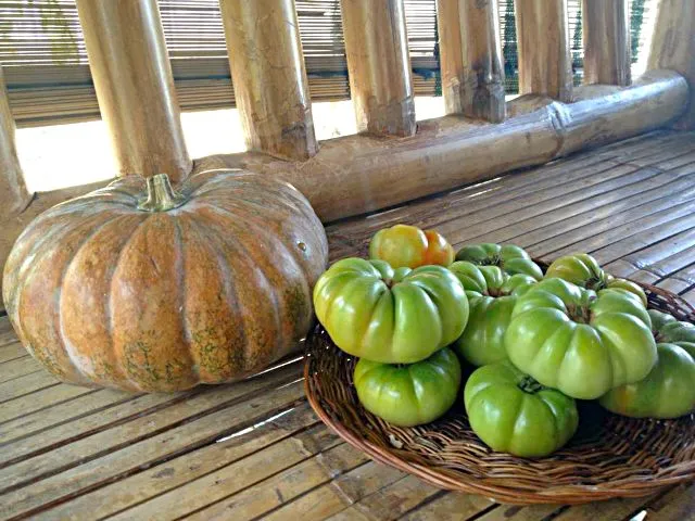 Philippine Native Tomatoes looks like Squash amazing|Dan Alfred Garcia Madriagaさん