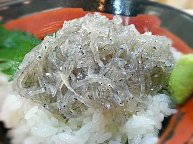 いつものお店のランチ、生しらす丼|もとさん