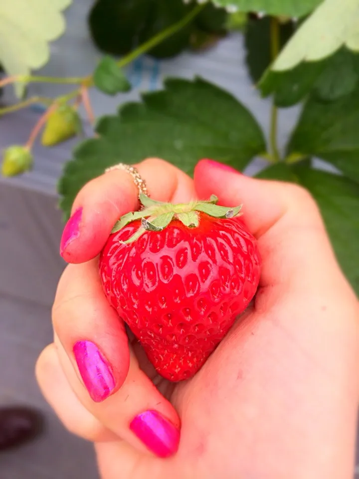 いちごがり🍓💓|くぽさん