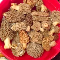 Morel mushrooms|Tyler Crainさん