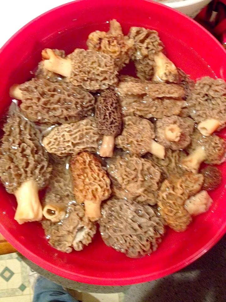 Morel mushrooms|Tyler Crainさん