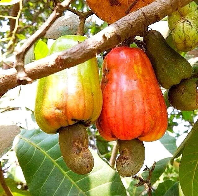 Cashew nut from Thailand|Eat in Thaiさん