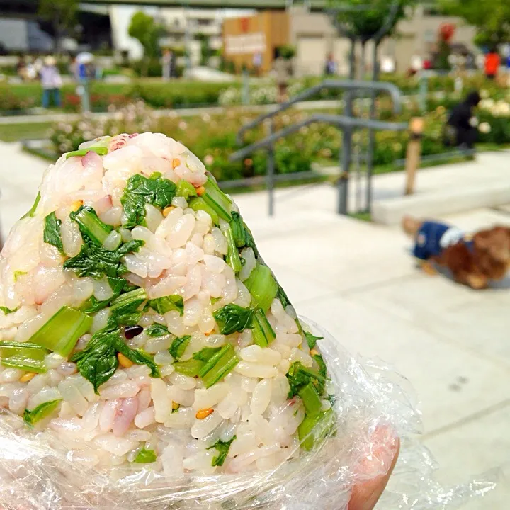 薔薇園で菜飯にぎり(=ﾟωﾟ)ﾉ|nao子さん