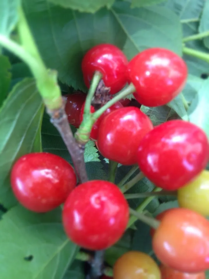 旬な果物   庭のさくらんぼ収穫初め🍒|きらままさん