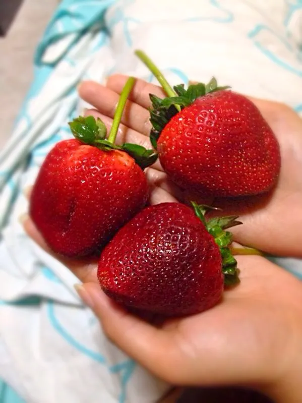 Huge strawberries|prissyさん