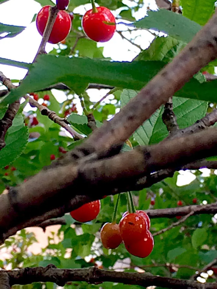 おかんの家 🍒サクランボだらけやしっ…ほら鳥も…ぎょ〜さん来るわ🐤|Toru Satoさん