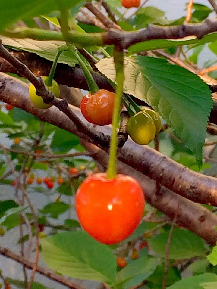 おかんの家 サクランボ🍒だらけやしっ(^^)|Toru Satoさん