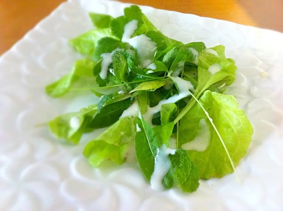 Morning salad from garden|Masakiさん