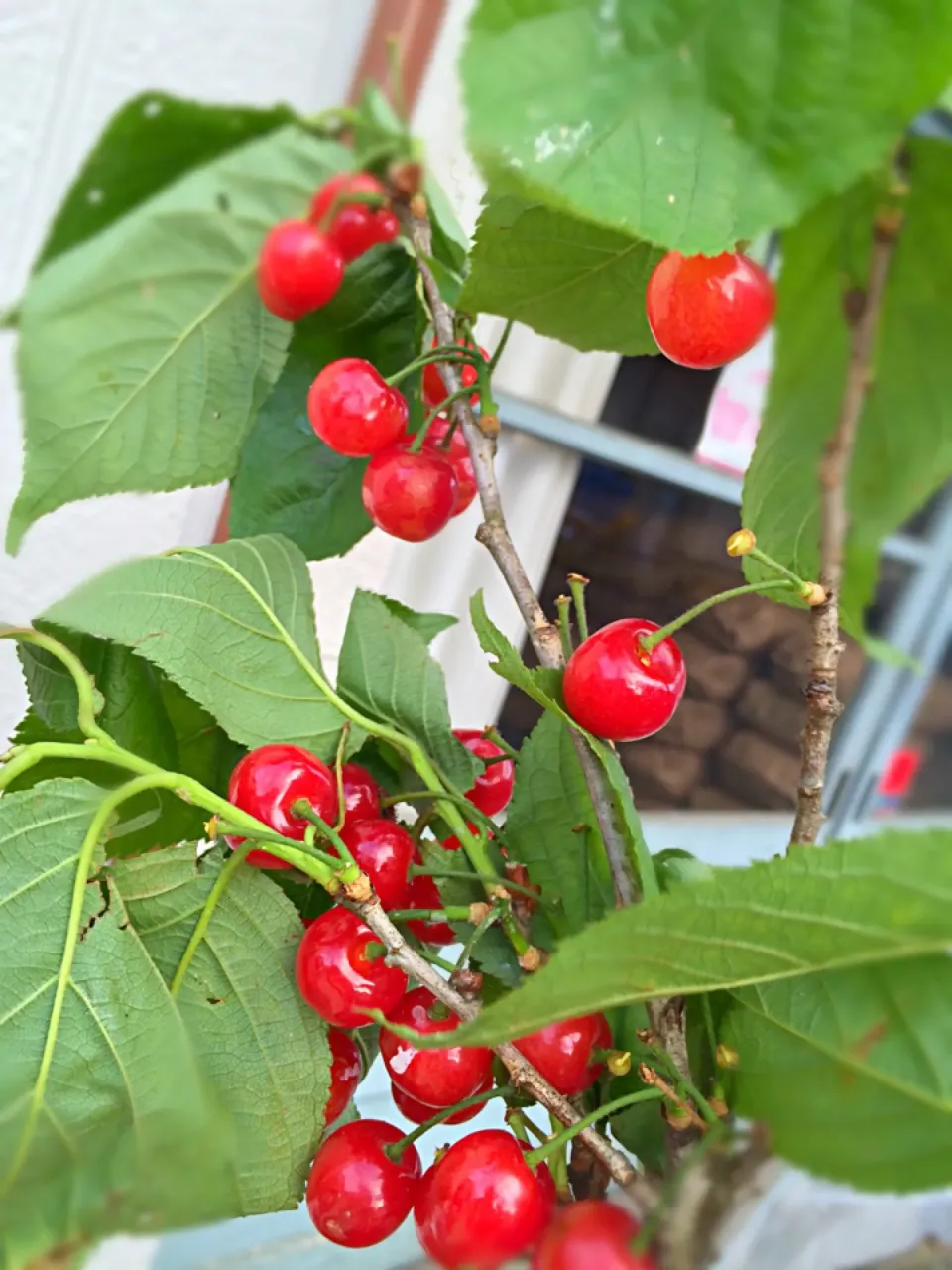 Cherries|ayumi oginoさん