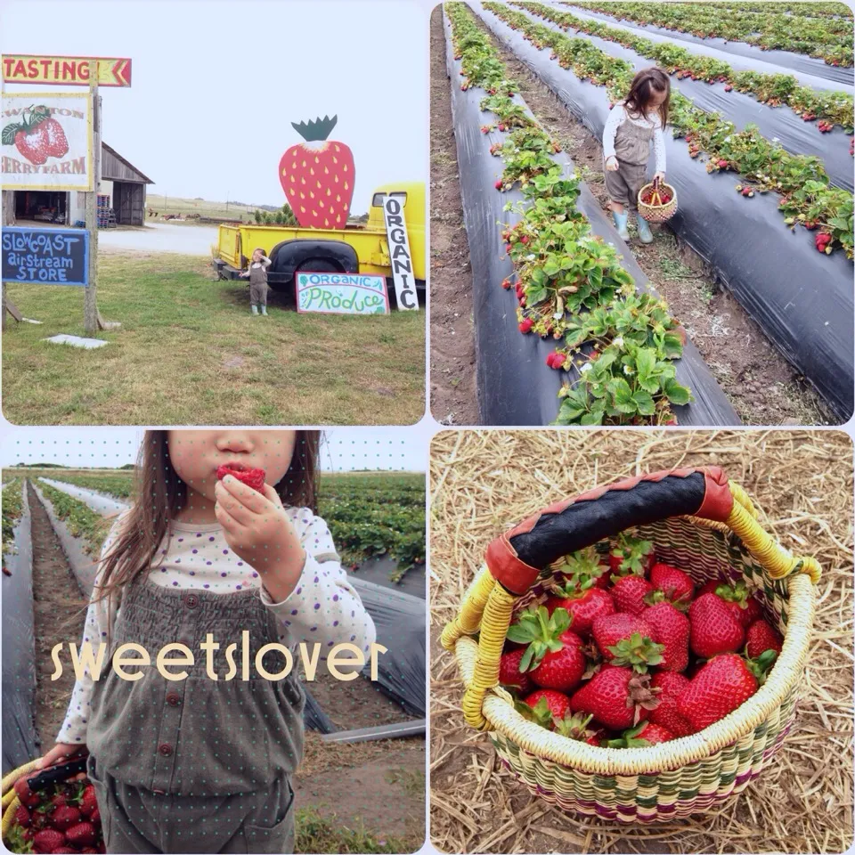 Snapdishの料理写真:Strawberry picking🍓|くぅさんさん