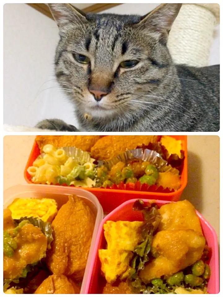 3人のお弁当と強烈に眠い🐱|りんさん