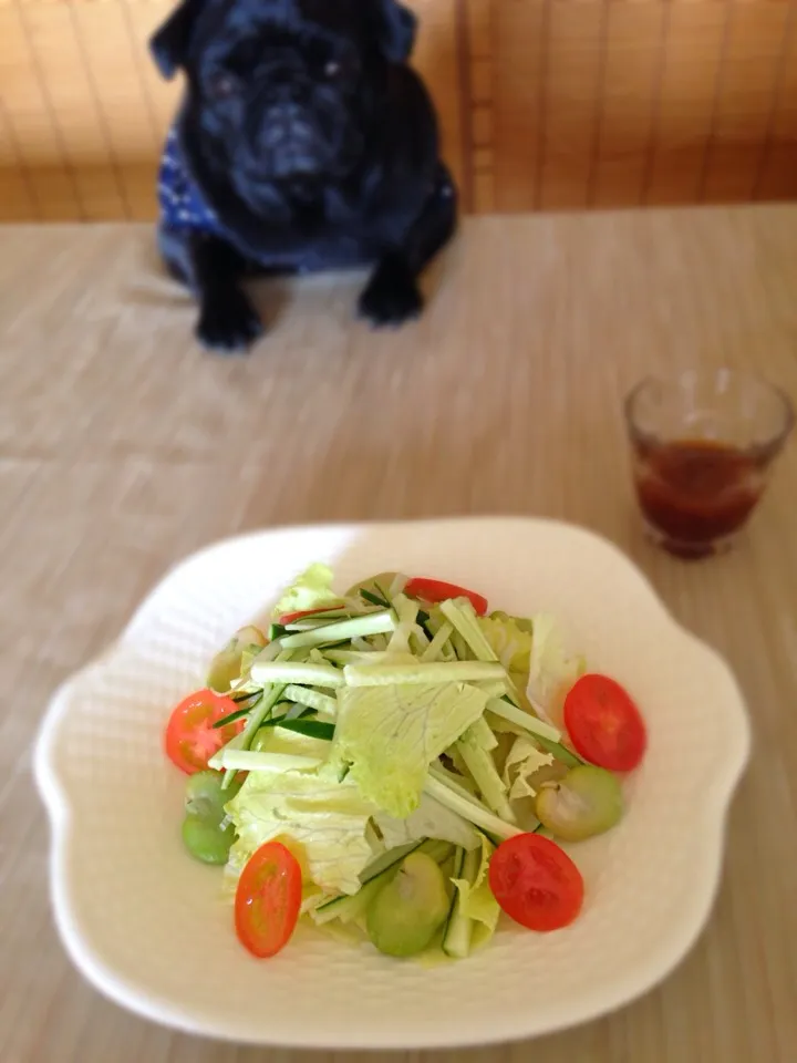 キュウリとレタスとモヤシとそら豆とトマトのサラダ♬( ^ω^ )|黒パグ.ヨシコさん