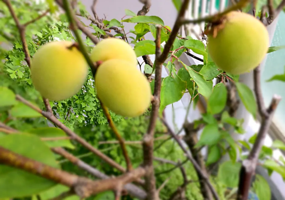 梅が豊作❗️ 鰯を煮付けるか❓|mottoさん