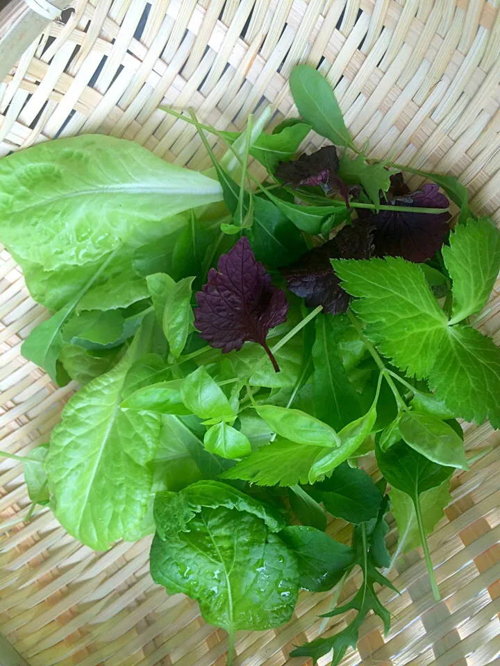 The morning harvest from garden|Masakiさん