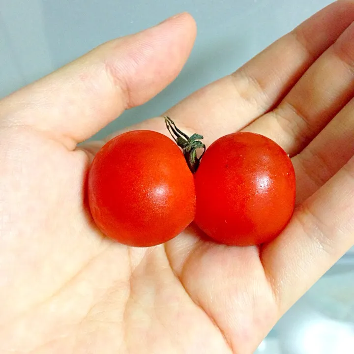 Snapdishの料理写真:Tomato Twins|maysugarさん