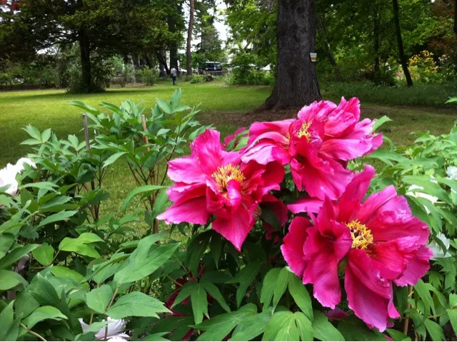 Snapdishの料理写真:ぼたん園でお花に癒される|まーままさん