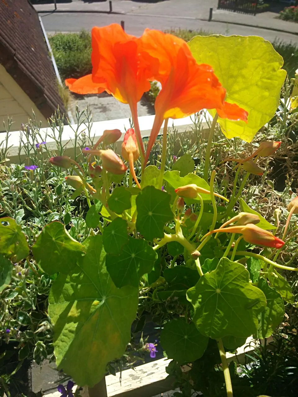 Nasturtium ... product on a healthy salad.|Matthew NLさん