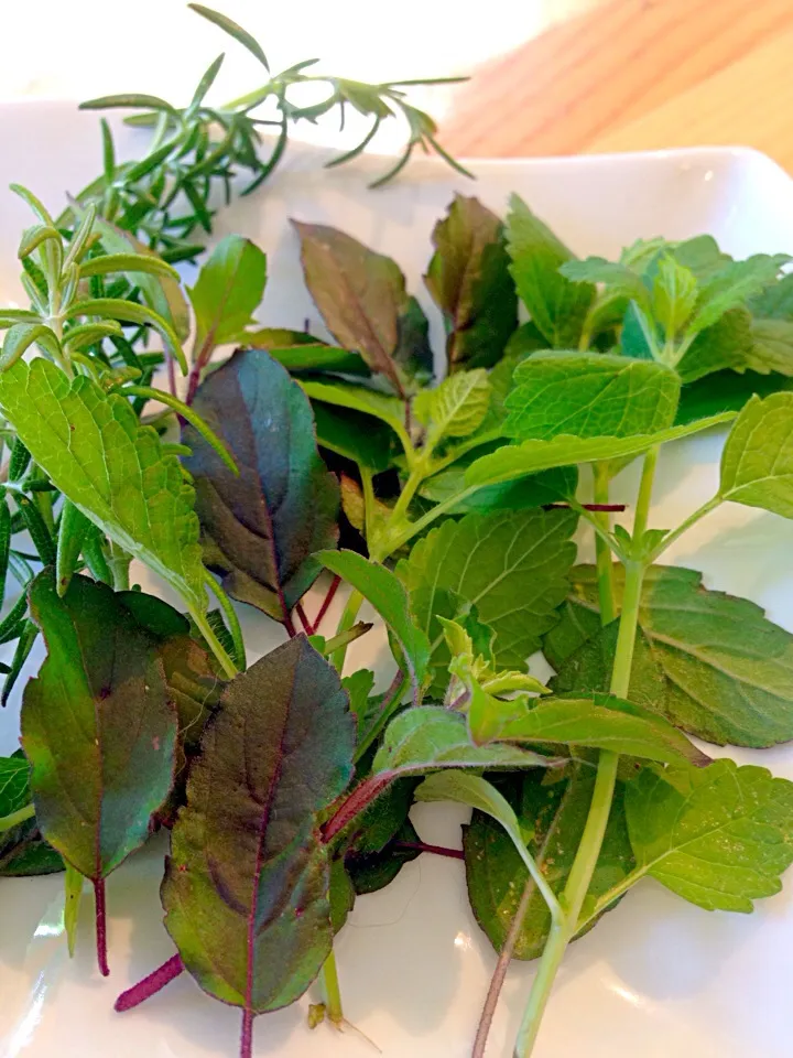 Fresh herbs picked from our garden! Rosemary mint tulsi|Tanuさん