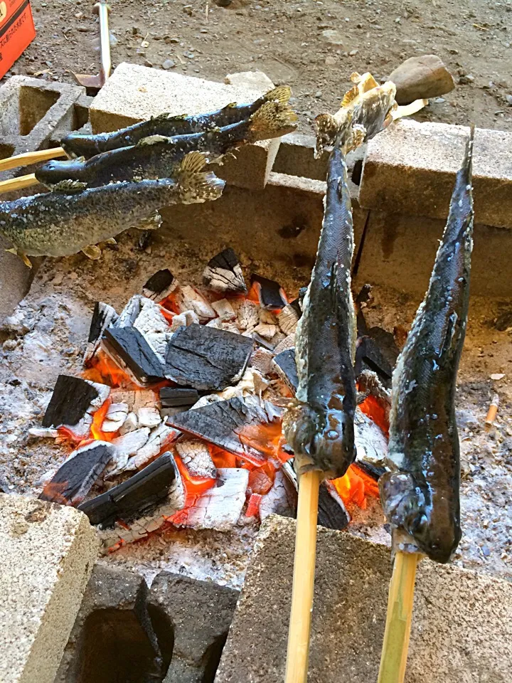 Snapdishの料理写真:虹鱒の塩焼き|ふくながさん