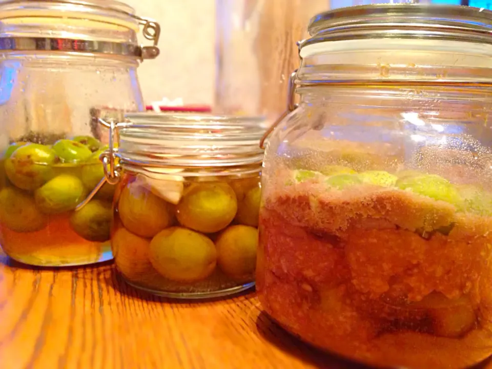 3 kinds of marinated plums.                                青梅3種 仕込みました。|Yuriさん