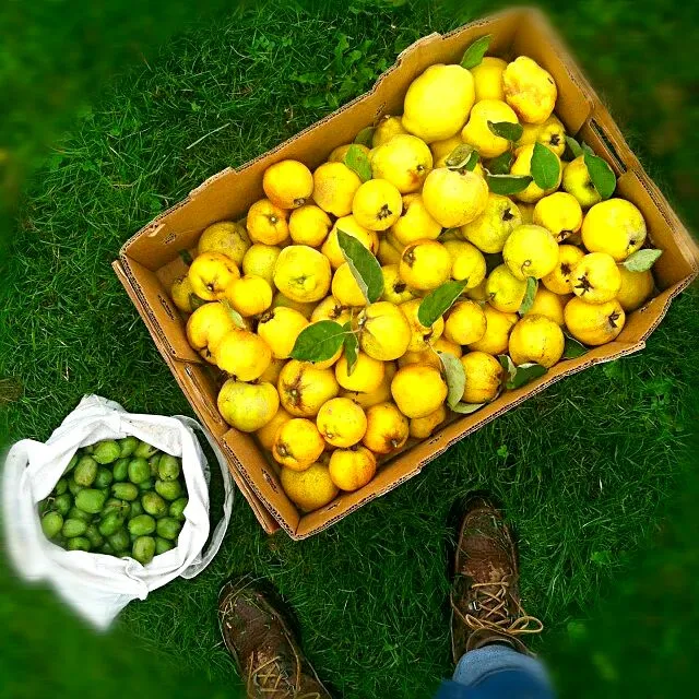 Lemons & Limes #Fruit #FarmersMarket #LouisianaGirl|Alisha GodsglamGirl Matthewsさん