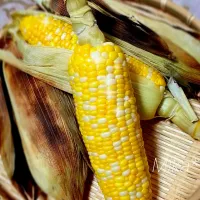 Snapdishの料理写真:トースターdeぷりっぷり香ばしいトウモロコシ🌽出来ちゃいました✨