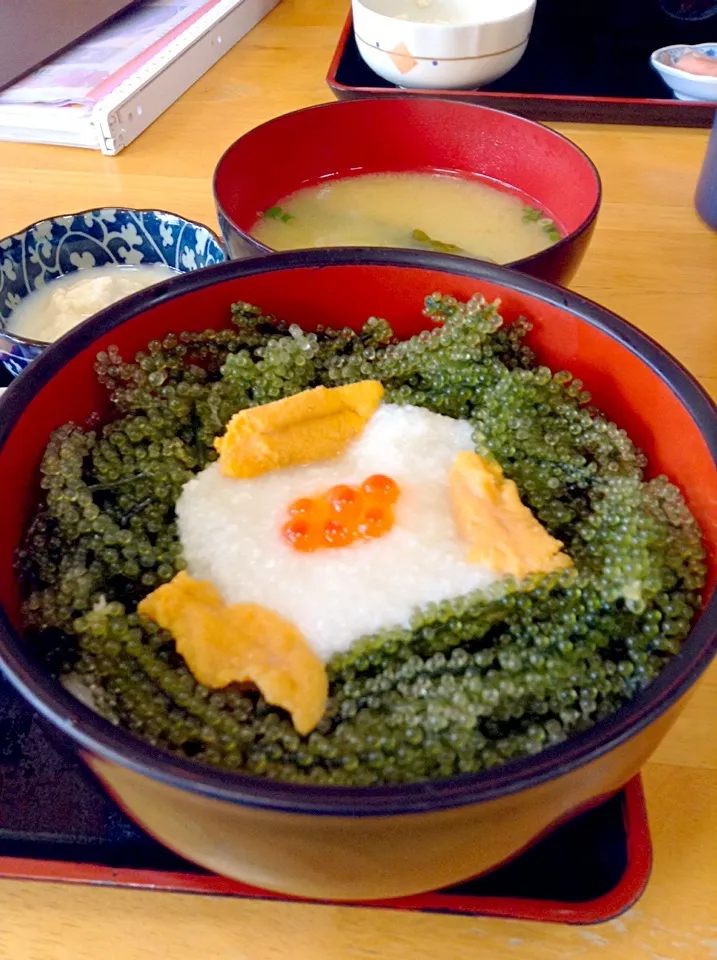 沖縄⑦２日目ランチ。                               恩納村にて「元祖海ぶどう本店」の名物海ぶどう丼                                                Sea- Grape and Sea urchin topped rice at Onna vi|yorikoさん