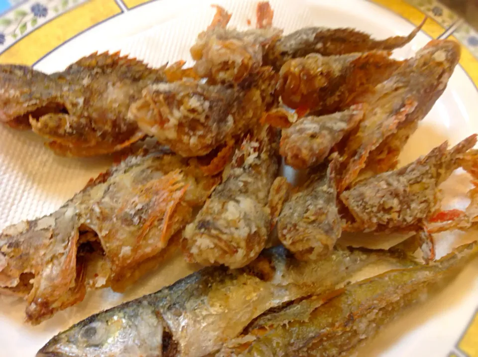 今日の釣果🐟😋カサゴの唐揚げ〜(^^)|アライさんさん