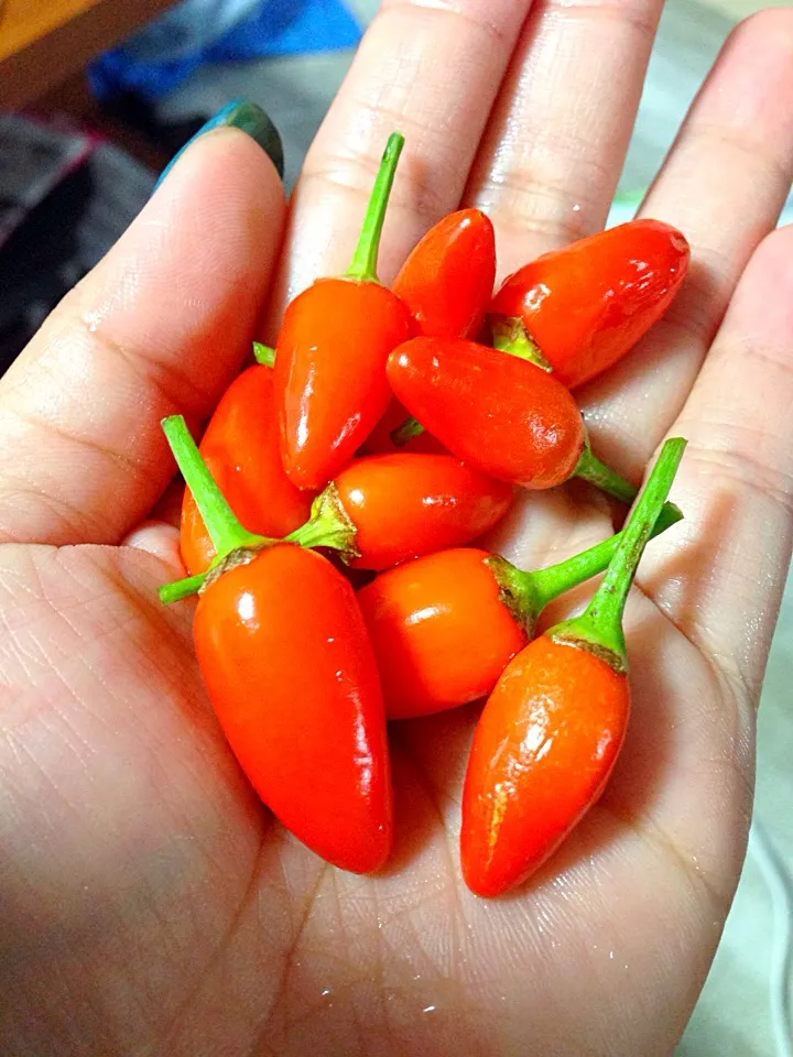 Cabe merah|yeni kartikasariさん