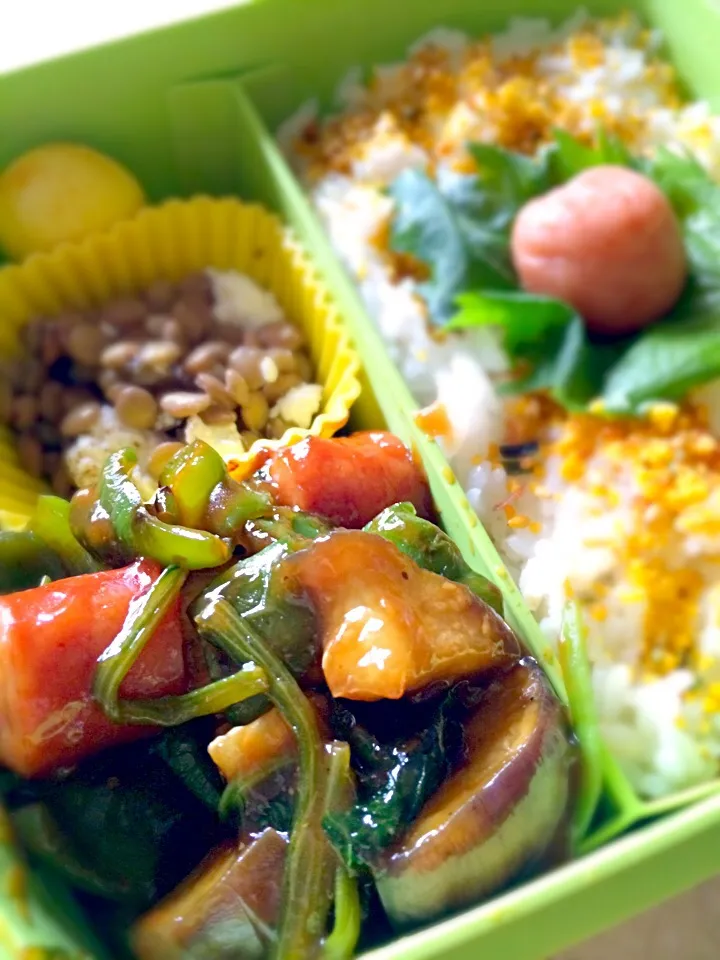 茄子とピーマンの甘辛味噌炒め、レンズ豆のカッテージチーズサラダ、うずらの卵カレー風味、紫蘇梅、ふりかけ、隠れ海苔弁|MIEKO 沼澤三永子さん