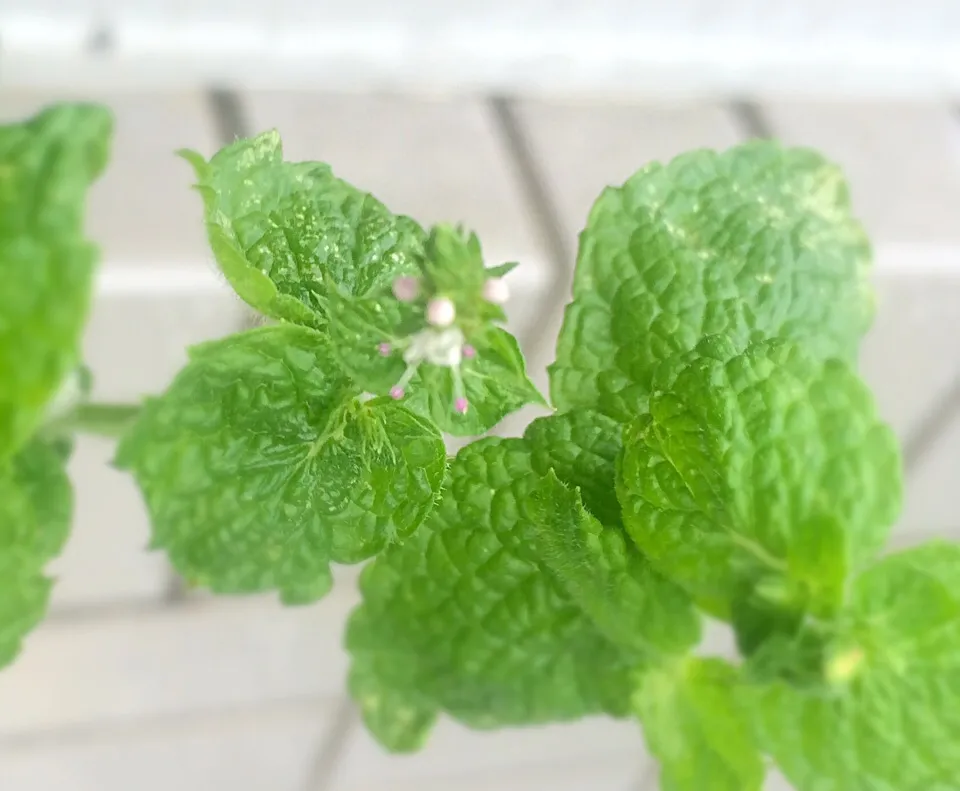 The apple mint start to blooms even though typhoon
passed last night.|Masakiさん