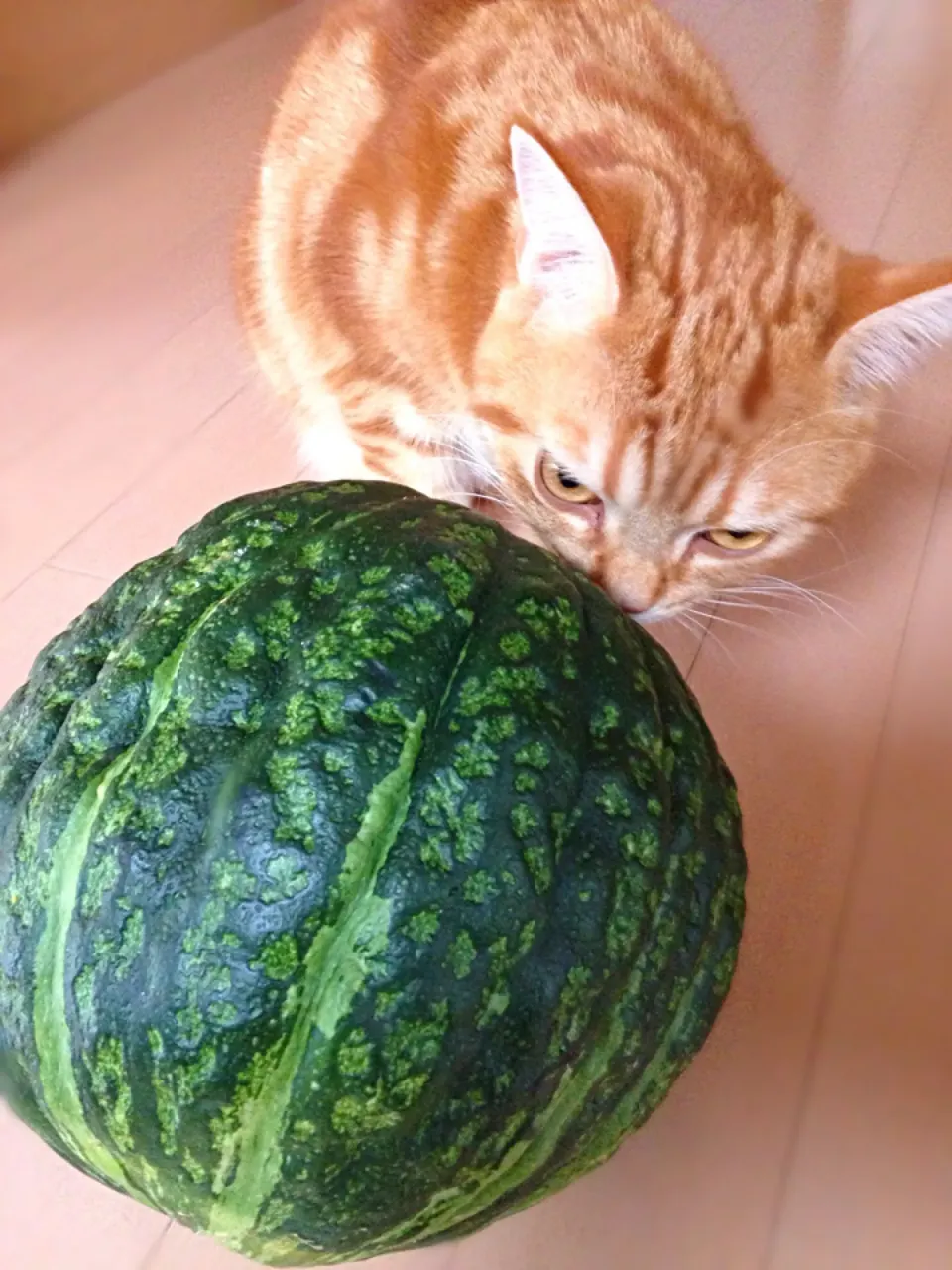 Snapdishの料理写真:これは…スイカ⁉︎ ではないにニャッ〜(=^x^=)|さくらんぼさん