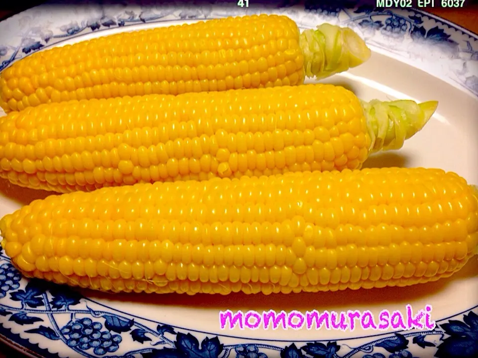 とうもろこし🌽🌽🌽のきせ〜つ〜♪これからはこの茹で方に決定❗️ぷりぷりふっくら甘くてジューシー💛|ももさん