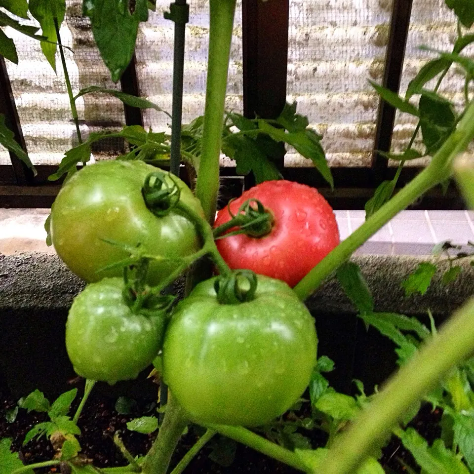 Ready-to-be-picked Garden Tomatoes🍅🍅🍅|🍑Foodtrip Unlimited🍴さん