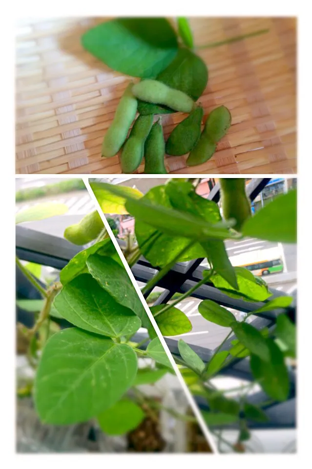 Snapdishの料理写真:The first harvest of green soybeans.|Masakiさん