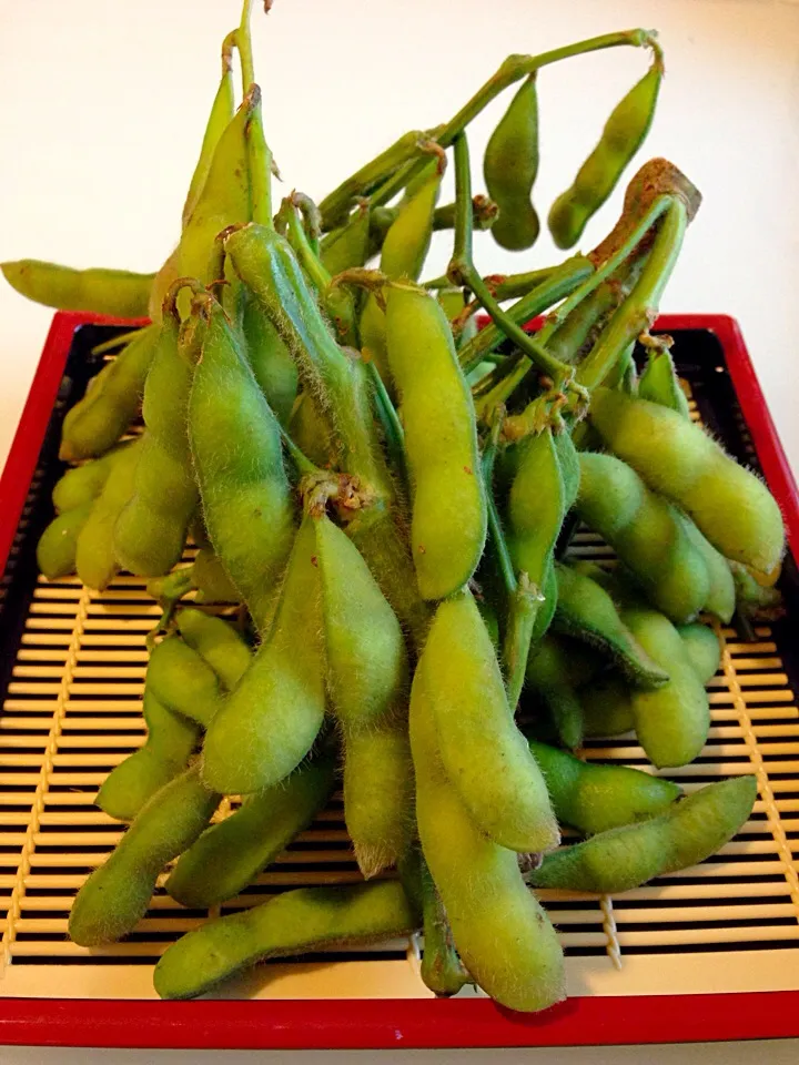 Edamame ถั่วแระ green soybeans|sirakorn owadaさん